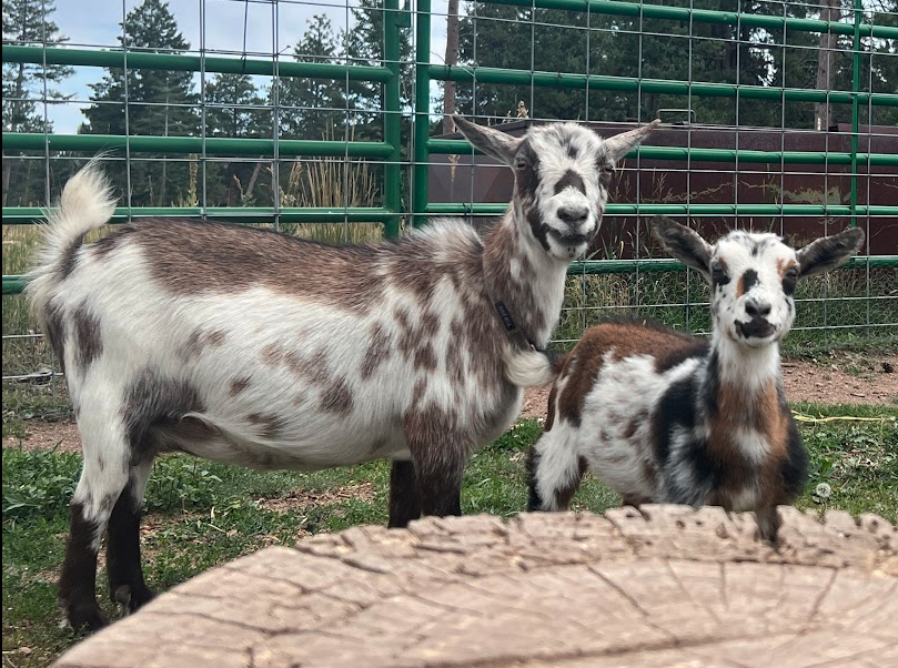 Nigerian dwarf goats in Conifer.  Great for goats milk soap.