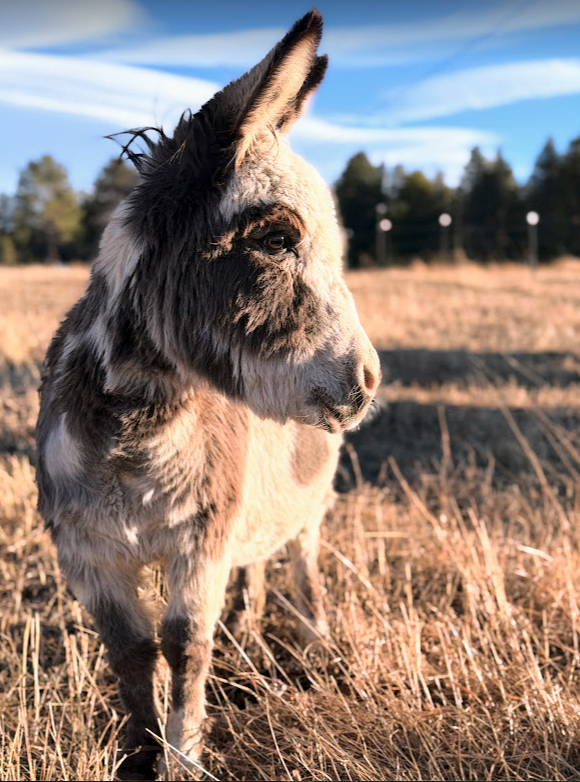 Jenny mini donkey located in Conifer, Colorado.