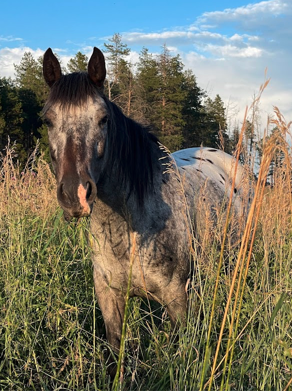 Pony of the Americas horse, Arabian, Shetland, Appaloosa used in equine therapy.