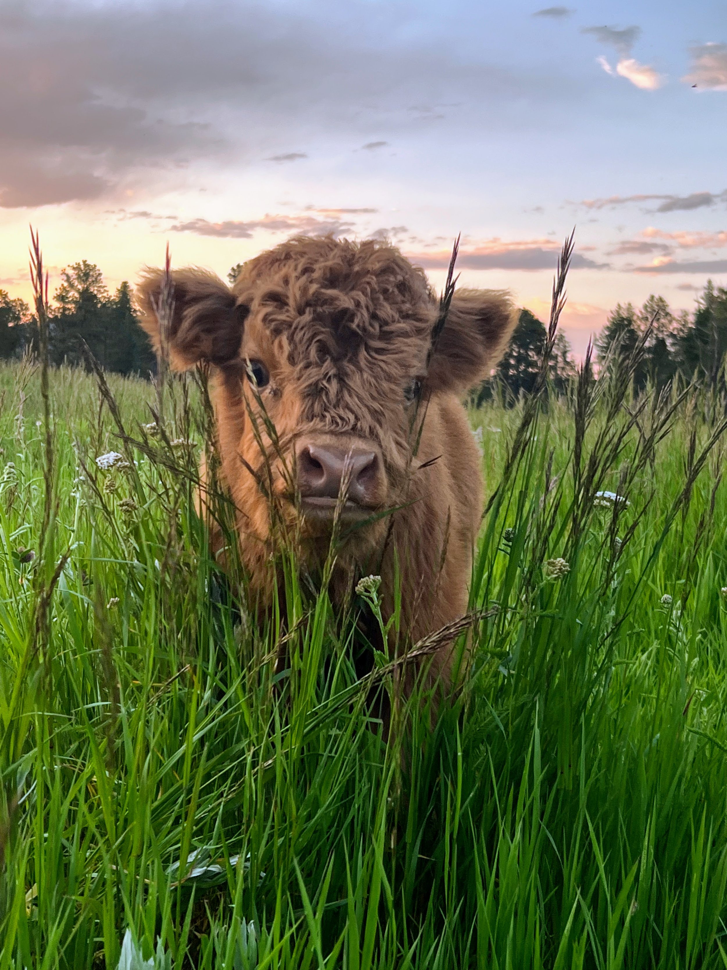 Mini highland cows close to Denver, farm visit, baby calf, fluffy cow