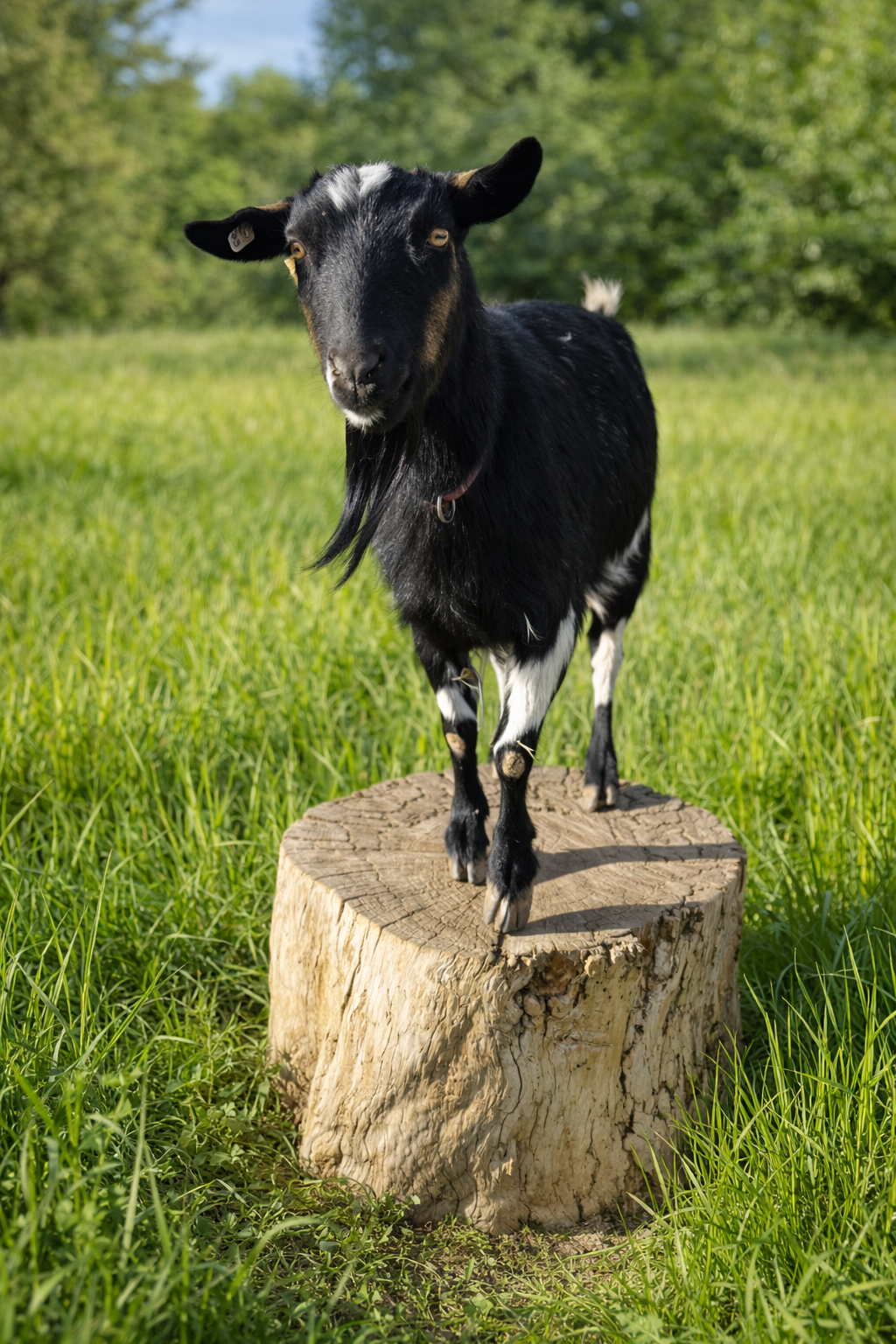 Nigerian dwarf goats bred for milk in Conifer, CO.