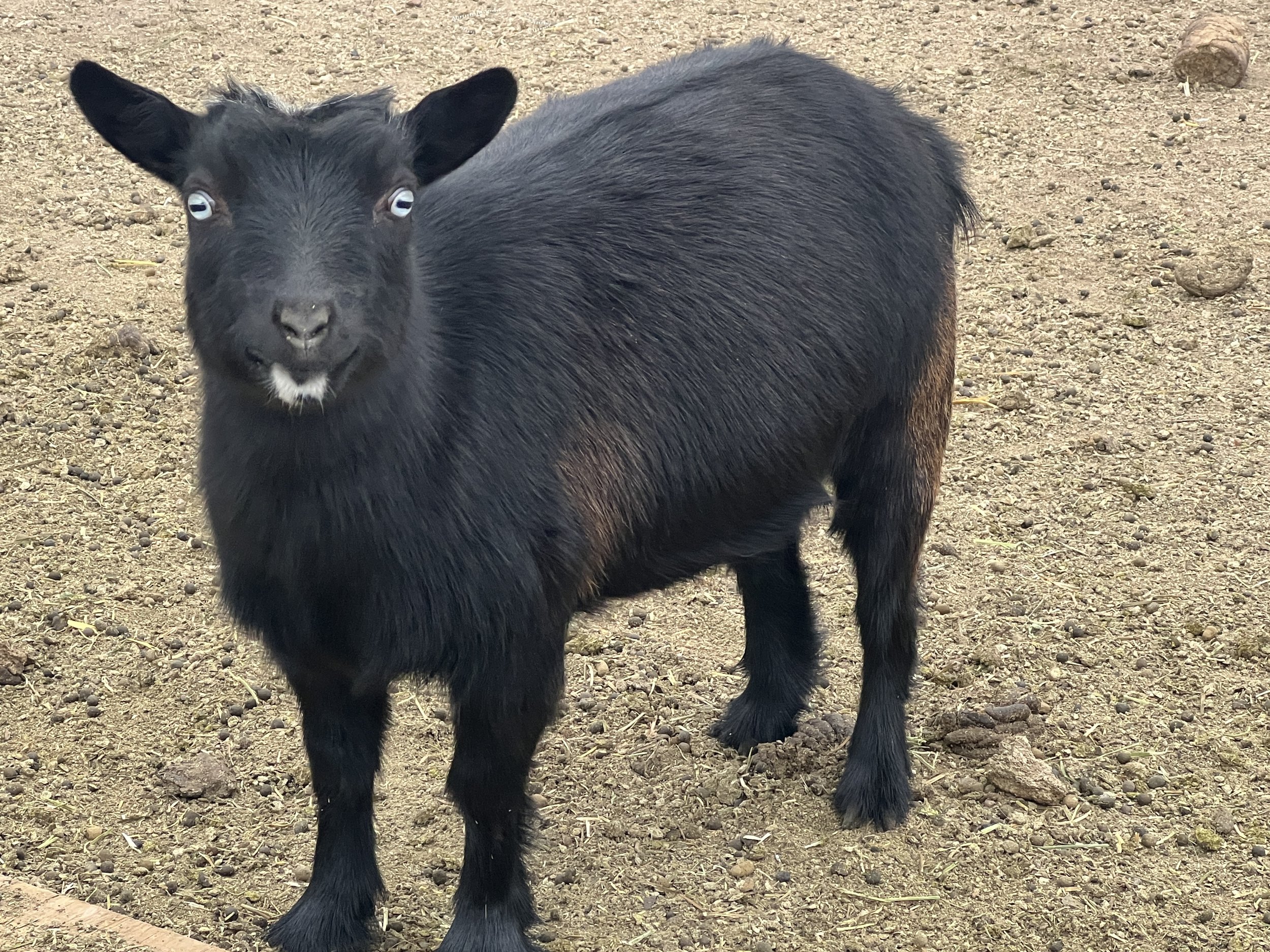 Nigerian dwarf goat doeling, breeding registered goats.