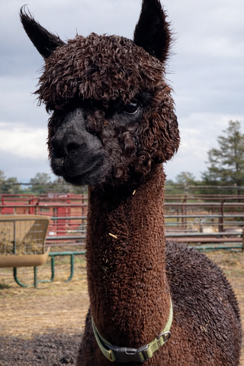 Alpaca farm tour, visit, and walk with alpacas in Conifer, Colorado.