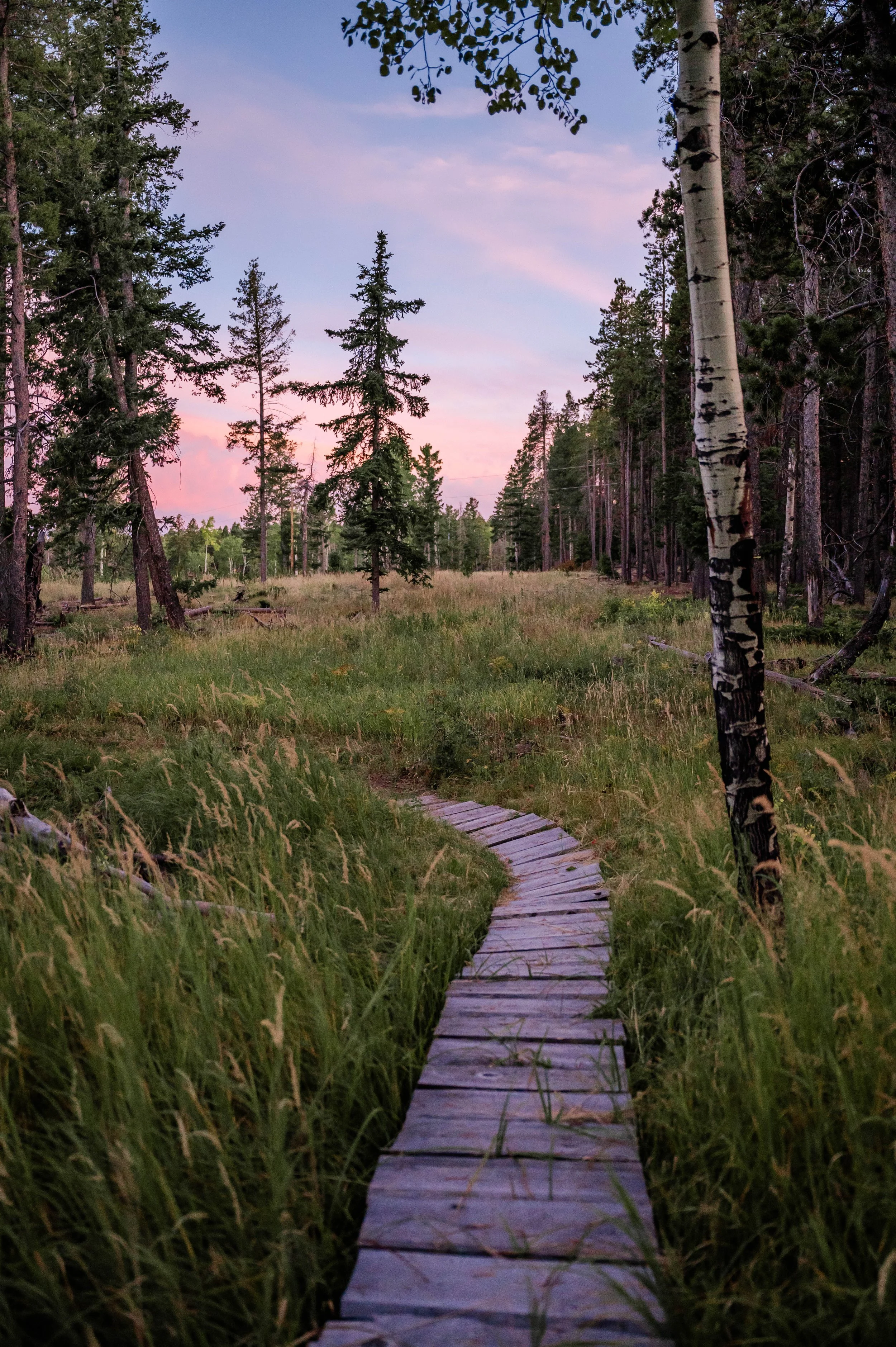 mountain views, pathway on the homestead, aspen and conifer forest, mountain trail, homestead