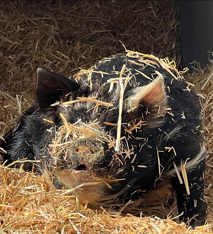 Kunekune boar breeding in Conifer, CO.