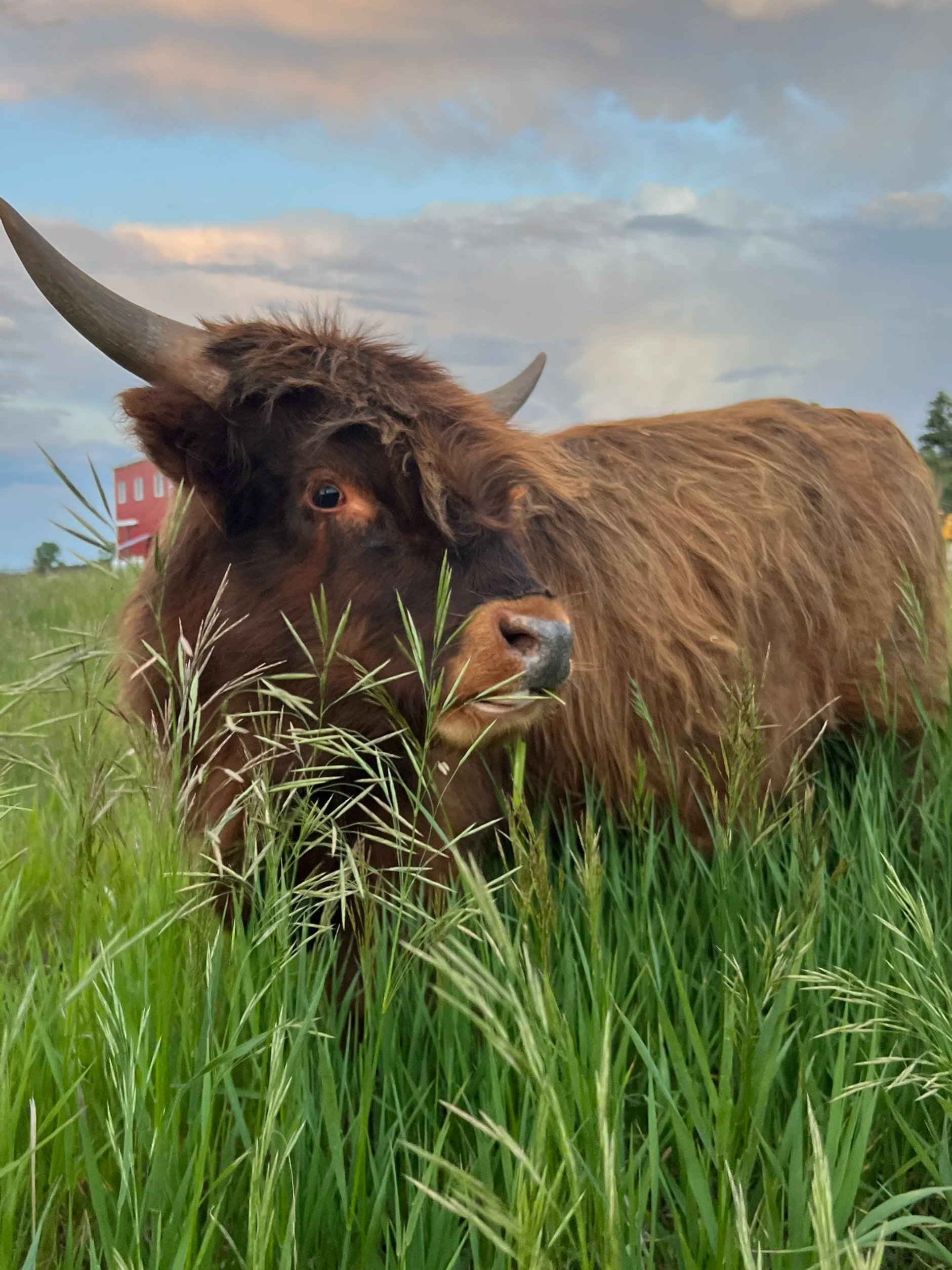 A red mini Highland cow standing in green grass with a red barn and cloudy sky in the background, Conifer, Colorado.