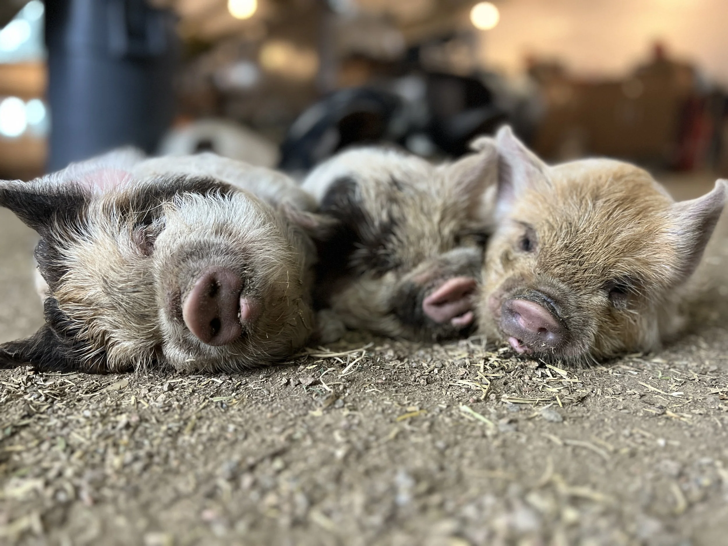 Kunekune piglets available in Conifer, Colorado.