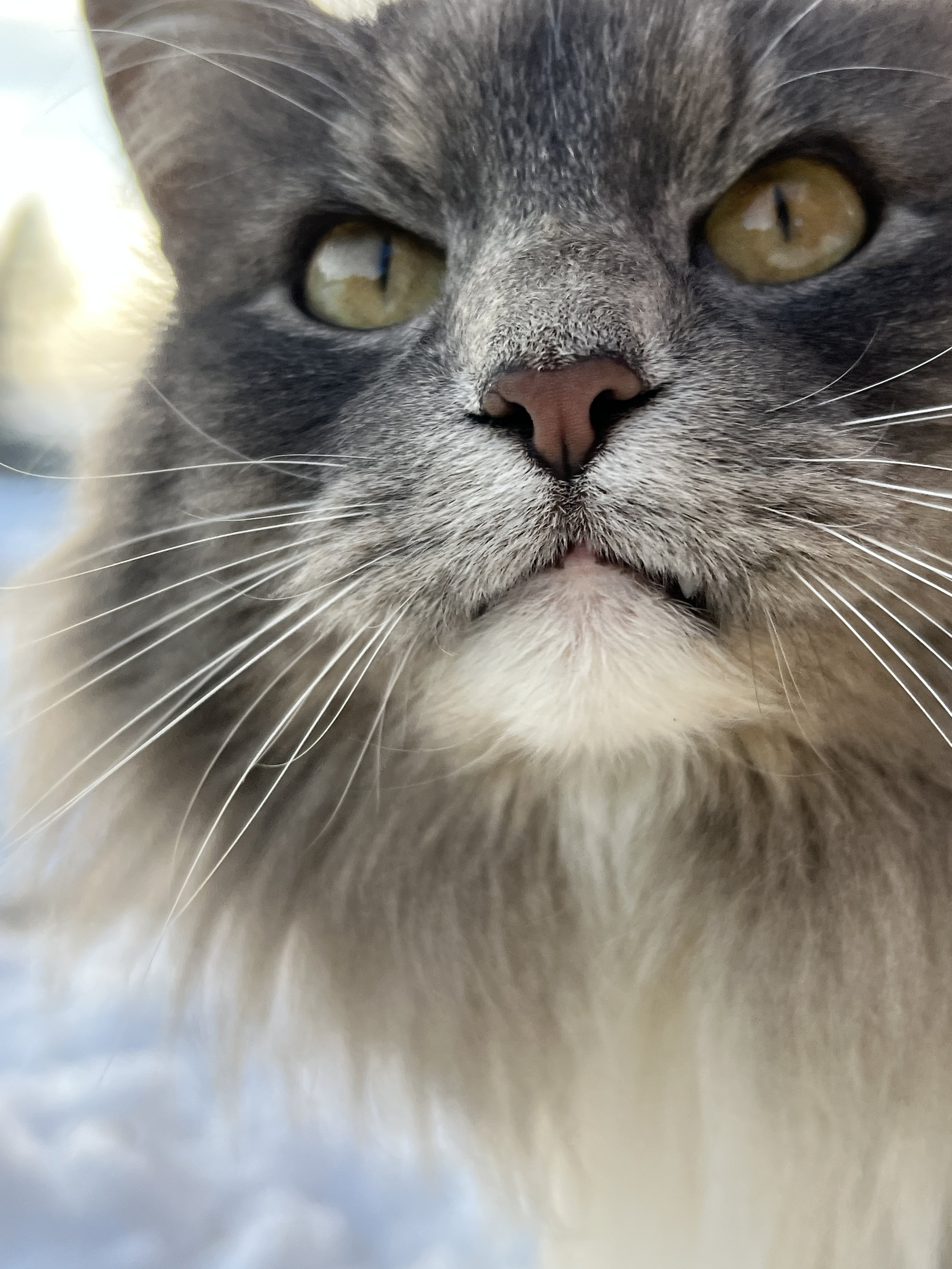 Close-up of a gray and white cat's face with yellow eyes, pink nose, and long whiskers.