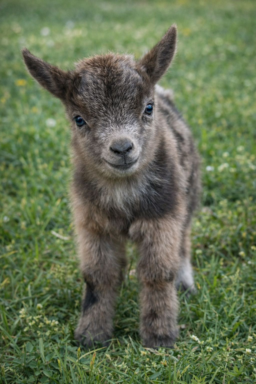 Nigerian dwarf buckling, kids available spring 2026.
