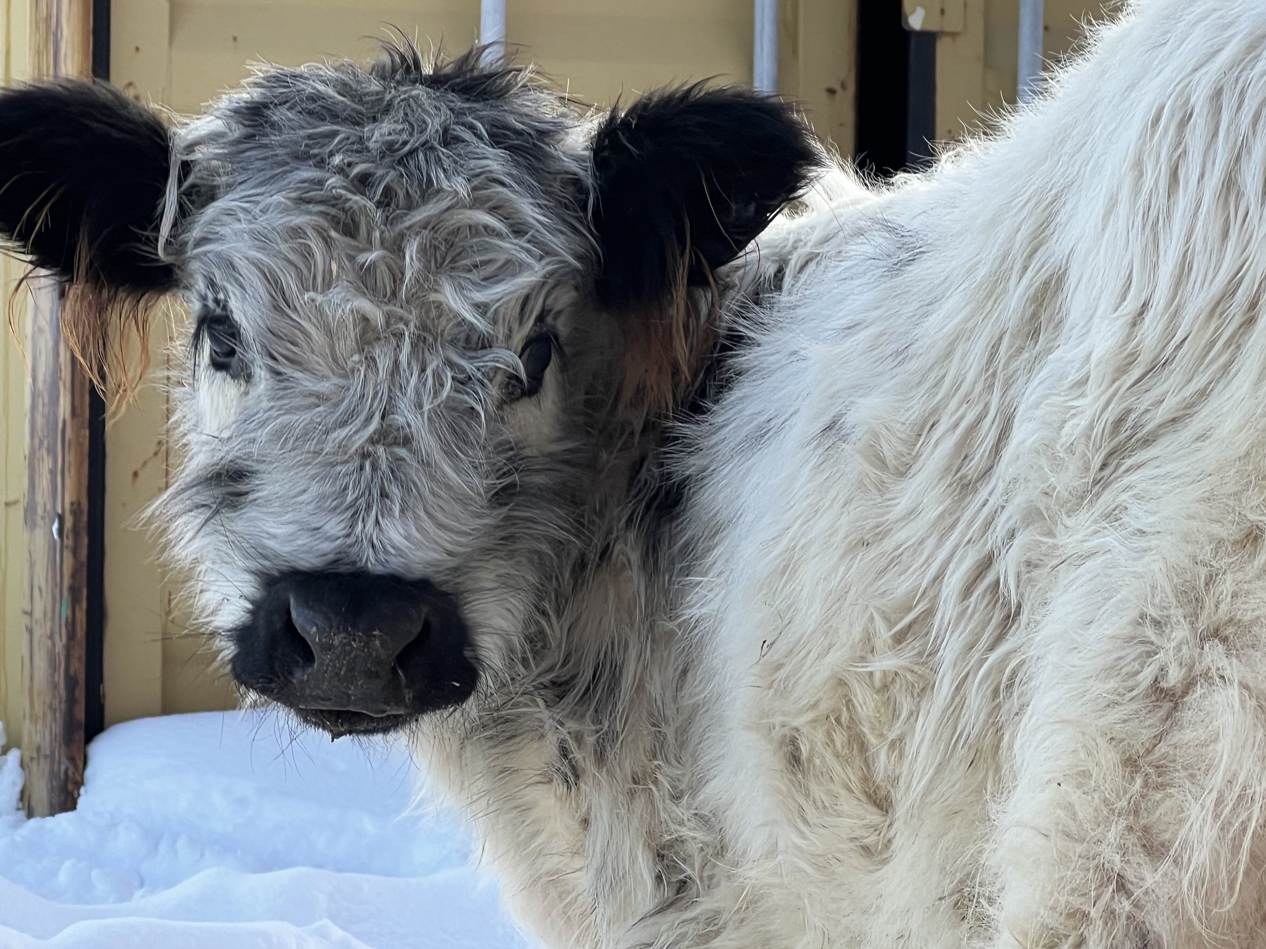 Mini highpark cow, mini highland, fluffy cows in Colorado