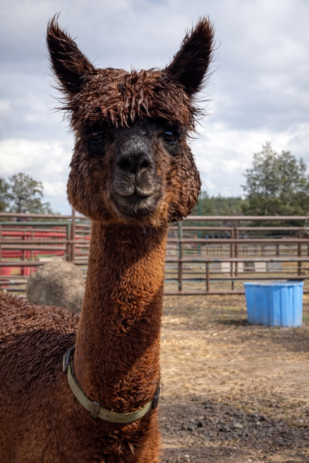Alpacas great for fleece and farm tours in Conifer, CO.