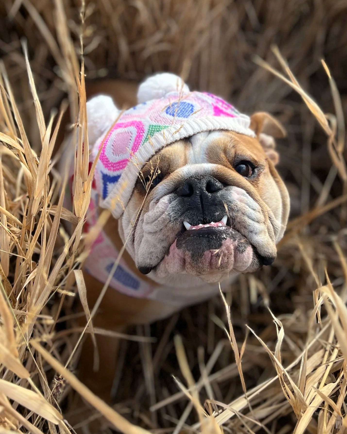 A bulldog wearing a colorful knit hat with pom-poms, sitting amidst dry tall grass, looking up at the camera with a happy expression.