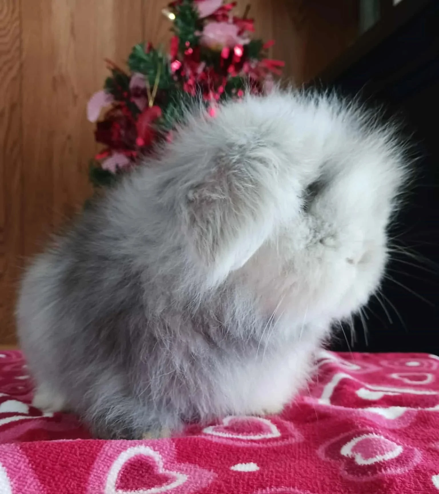 Teddy Widder bunnies for animal therapy and as pets in Conifer, CO.