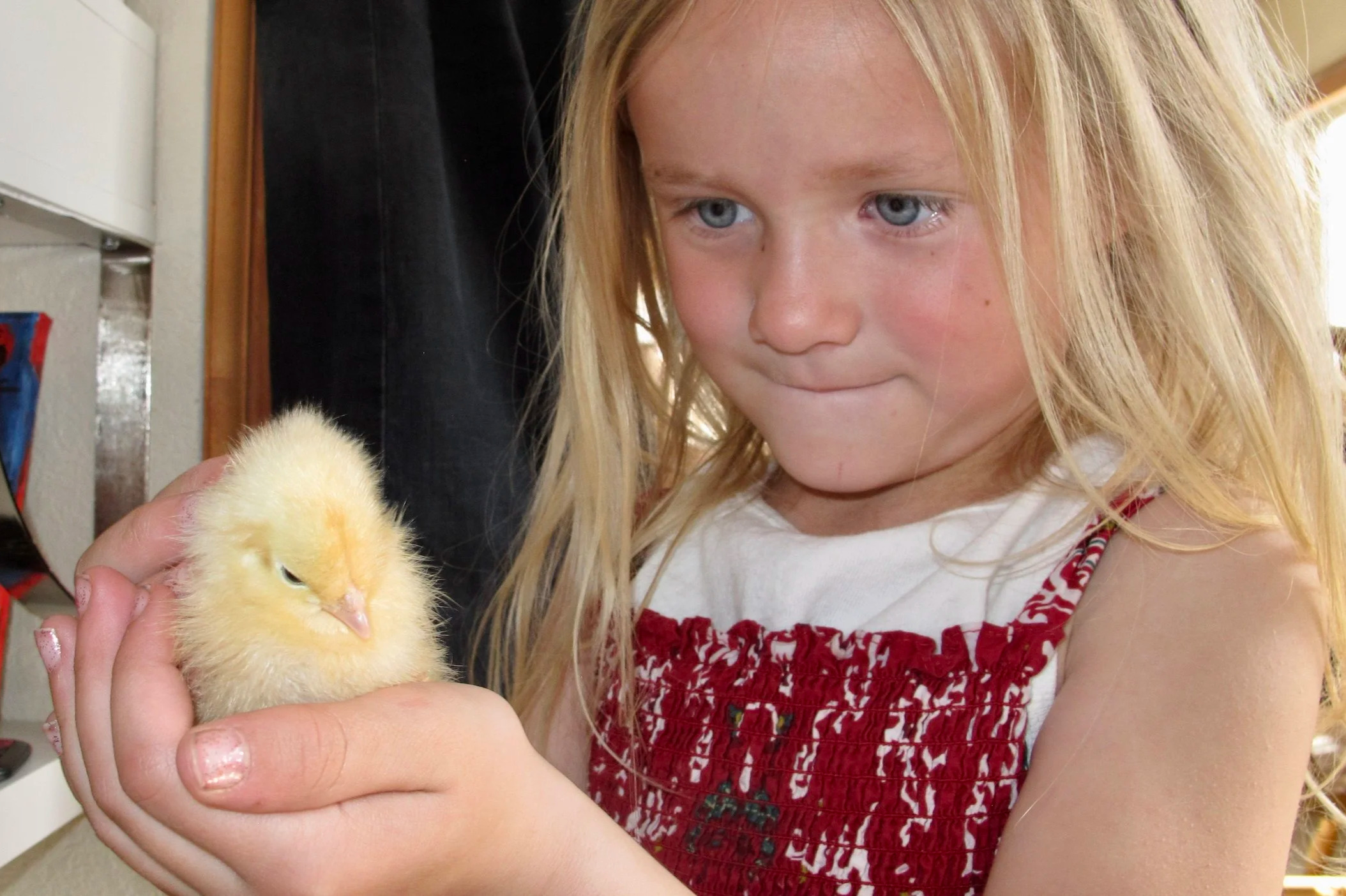 Chicks hatched onsite in Conifer, CO. Hens for sale.