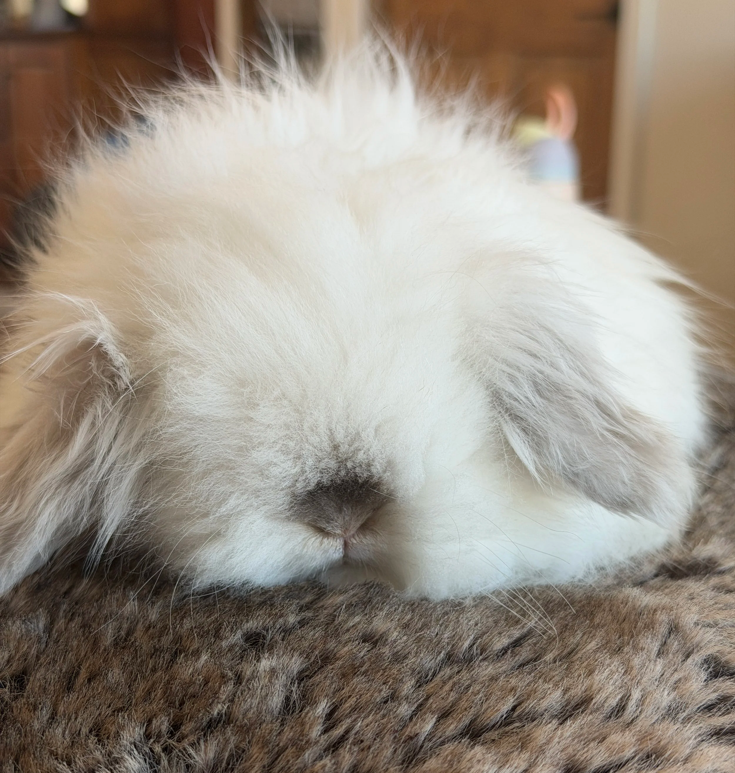 Teddy Widder bunnies available in Conifer, Colorado and available at the petting zoo and birthday party events.