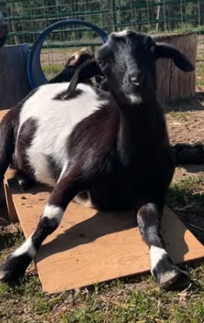 Mini Nubian doeling that loves to jump in your arms.  Great for animal therapy.