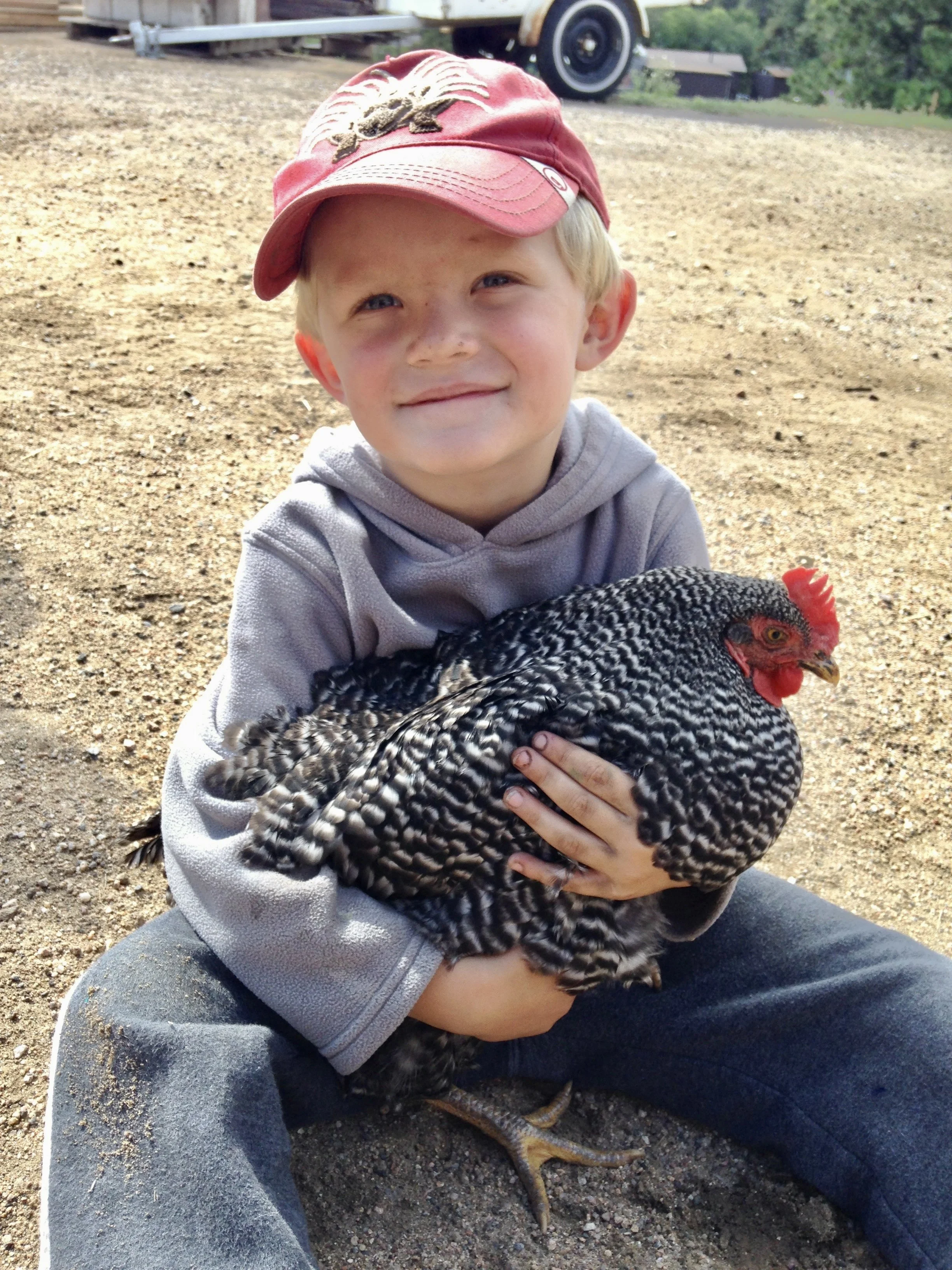 Barred Plymouth rocks hatched in Conifer, Colorado.
