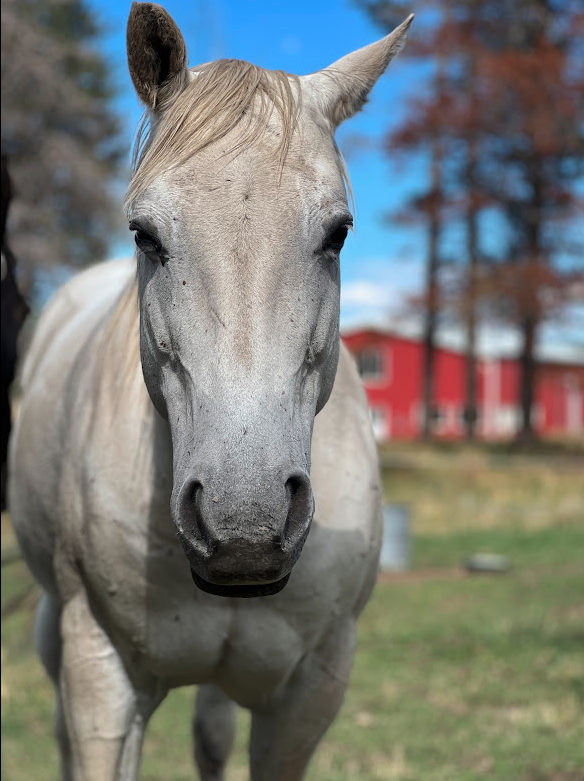 White mare used in equine therapy close to Denver, Colorado.