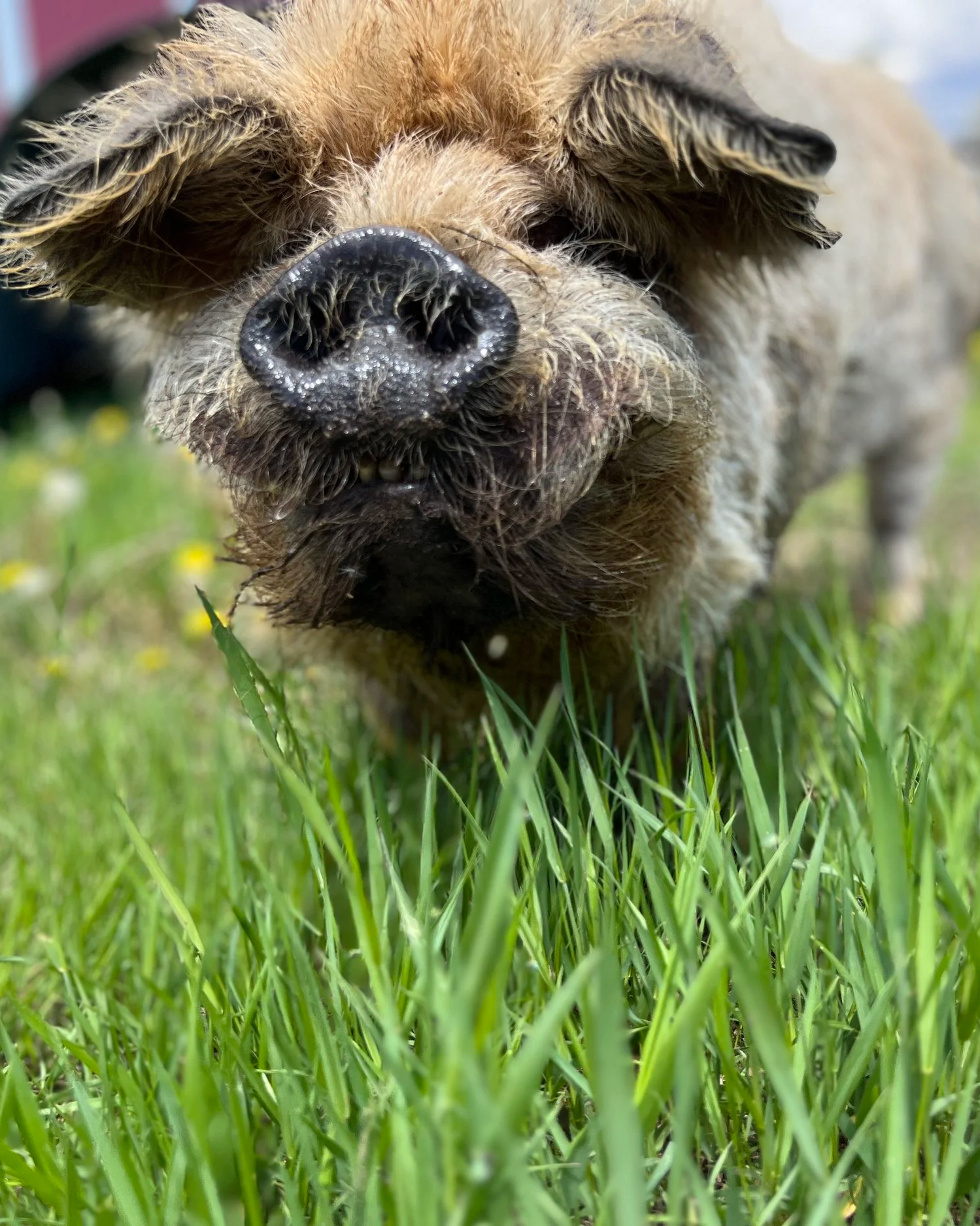 Kunekune sow AKKPS from East Island Farms.