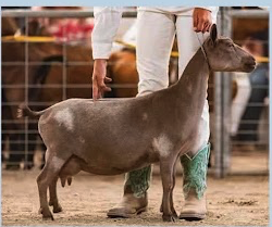 Nigerian goat for goat walks and goat milk soap, Conifer, Colorado.