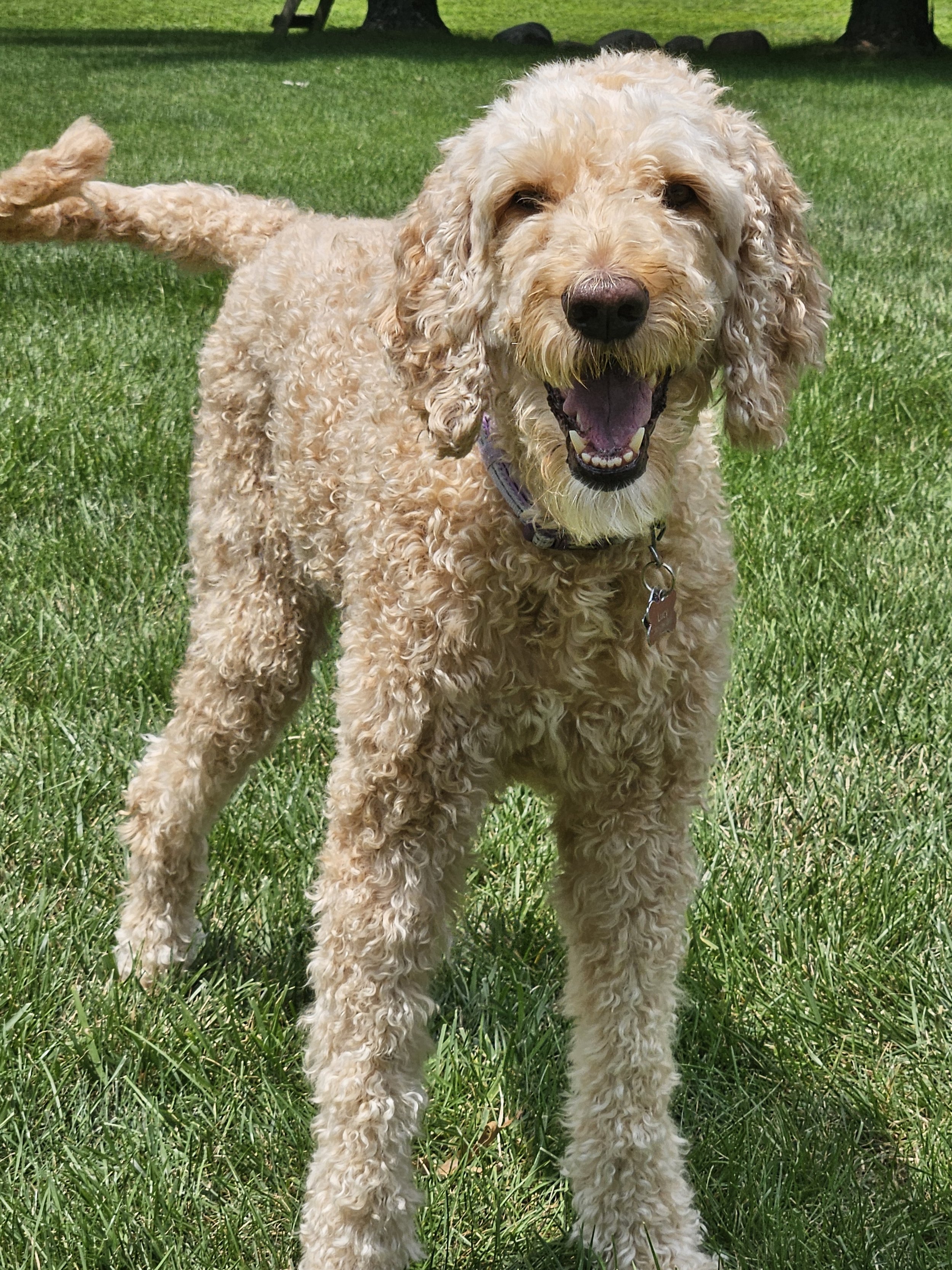 A cheerful, curly-haired dog standing on green grass, with trees in the background, looking at the camera with an open mouth.