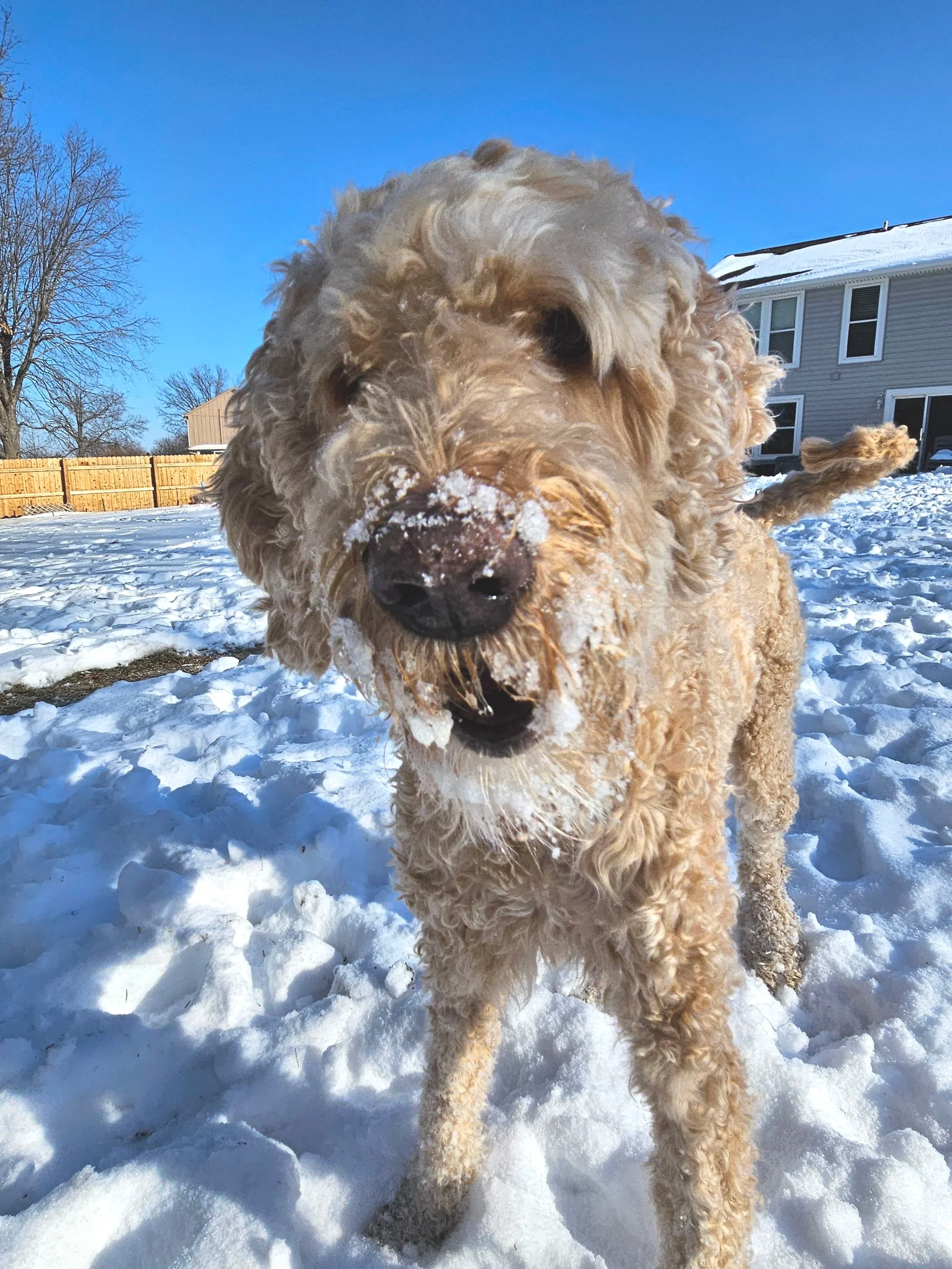 A curly-haired dog with snow on its nose, standing on snow-covered ground in a backyard, with houses and trees in the background on a sunny winter day.