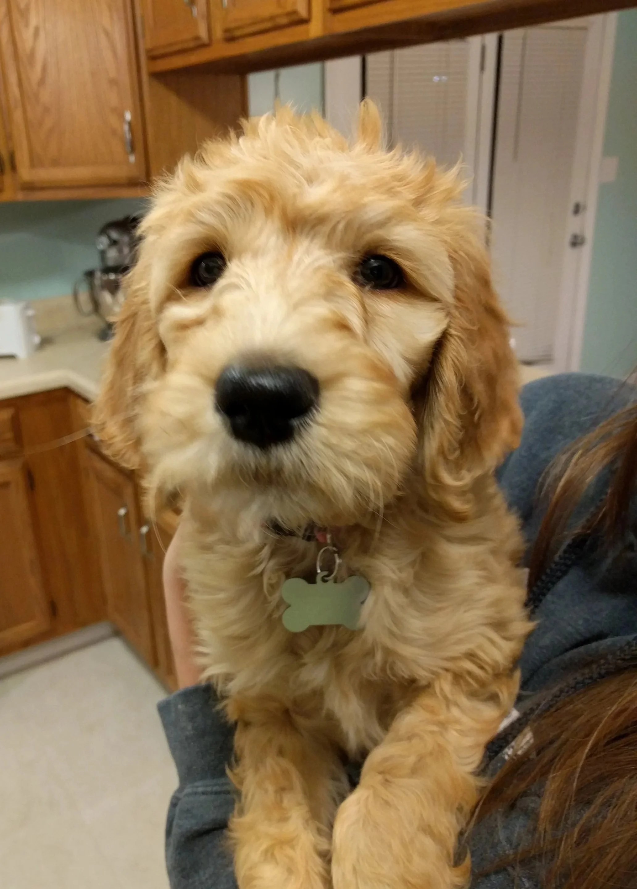Close-up of a golden retriever puppy with a black nose and a bone-shaped tag on its collar being held by a person in a home kitchen.