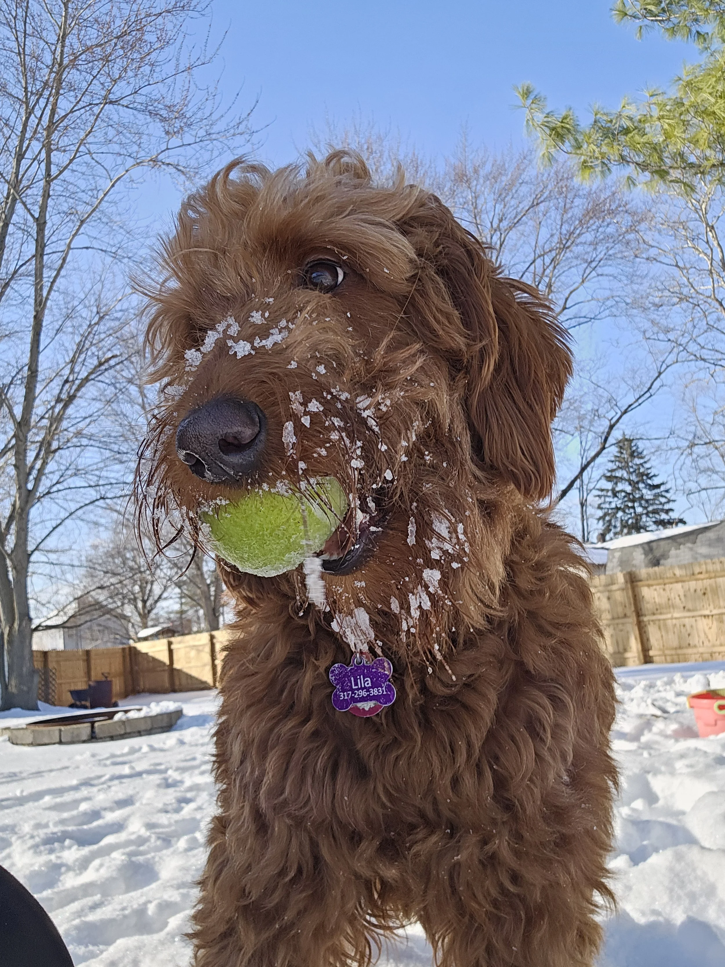 A brown, curly-haired dog holding a tennis ball in its mouth outdoors on snow-covered ground with a clear blue sky, trees, and a fence in the background.