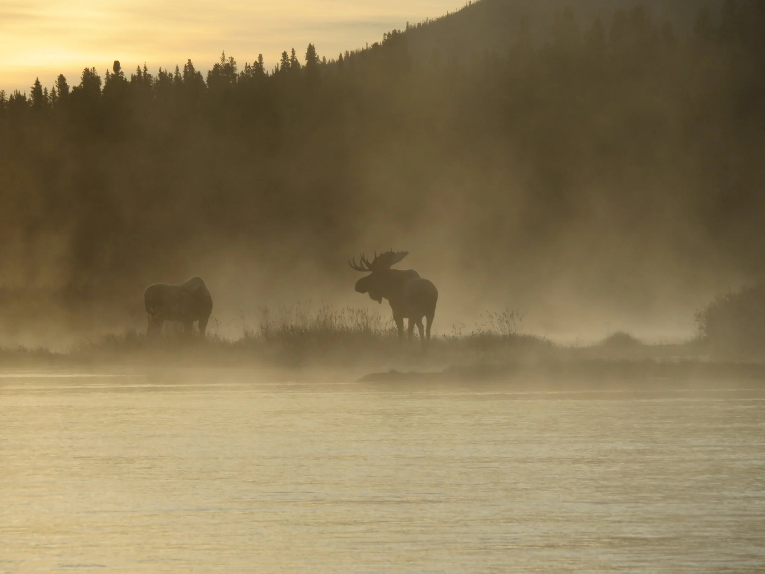 bull moose morning mist.JPG
