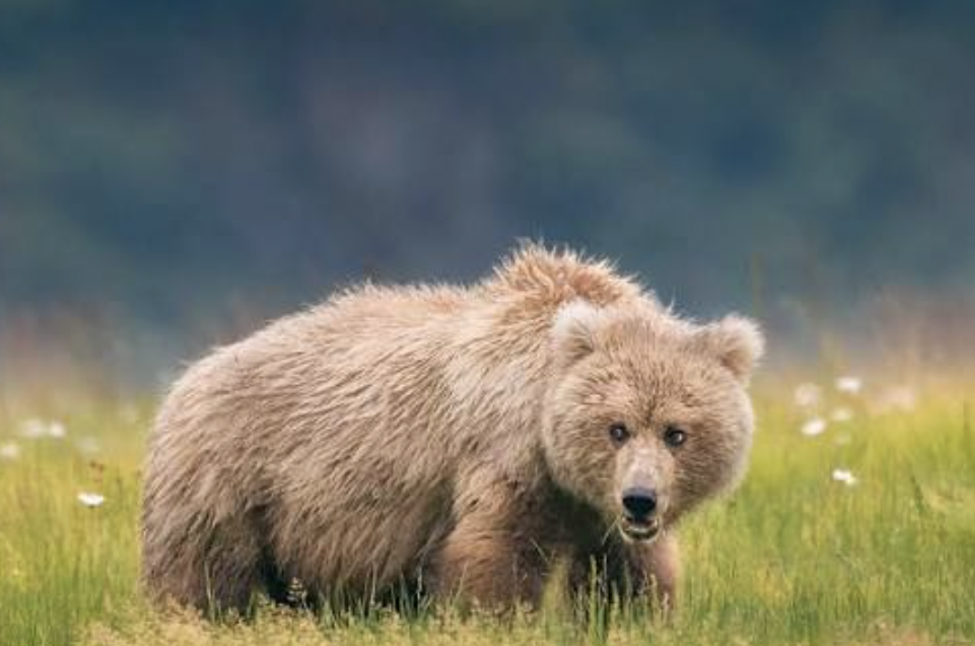The Skeena Grizzly