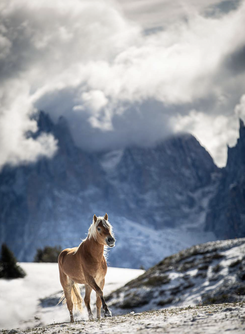 Wintering the Horses