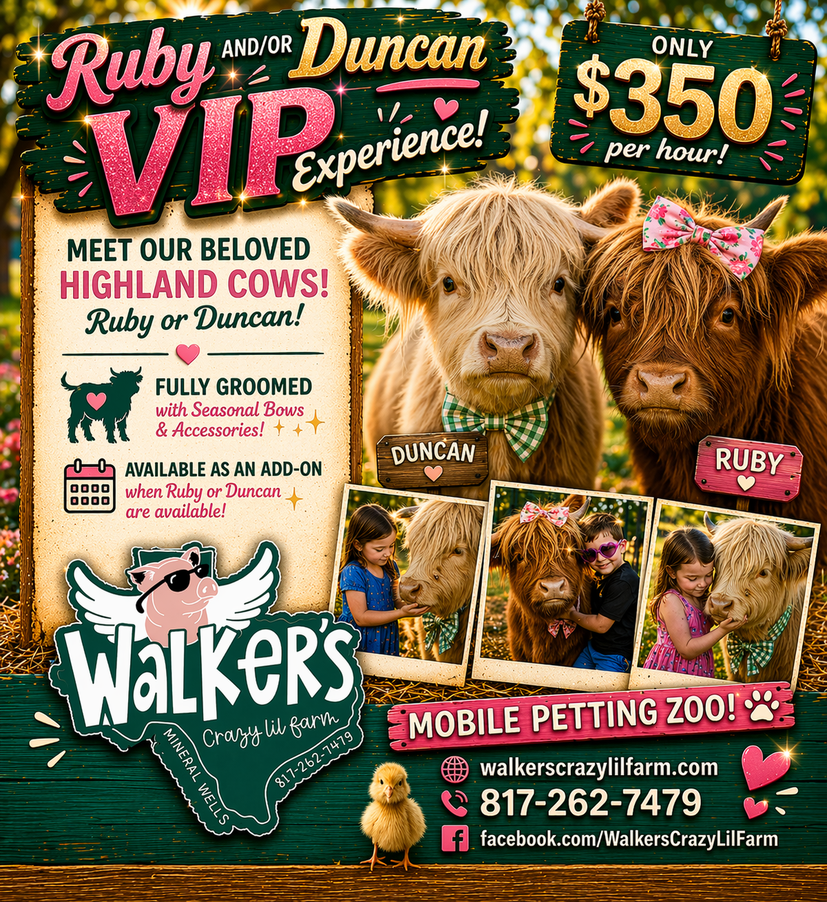 Highland Cow *VIP* Experience