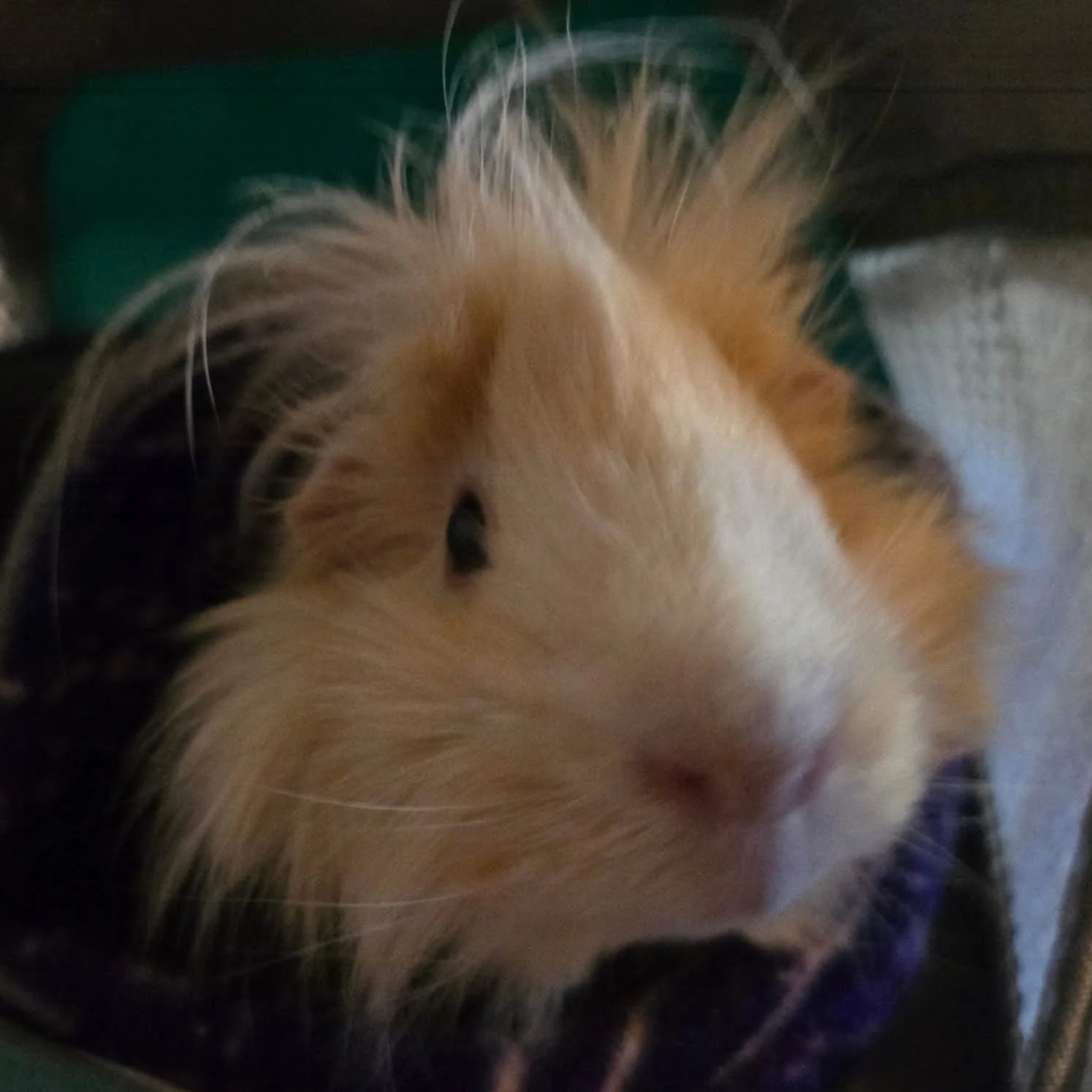 Close-up of a guinea pig with white and brown fur, looking at the camera.