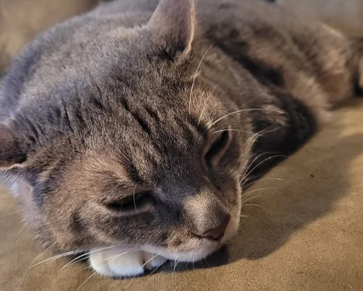 Close-up of a gray tabby cat sleeping on a soft surface.