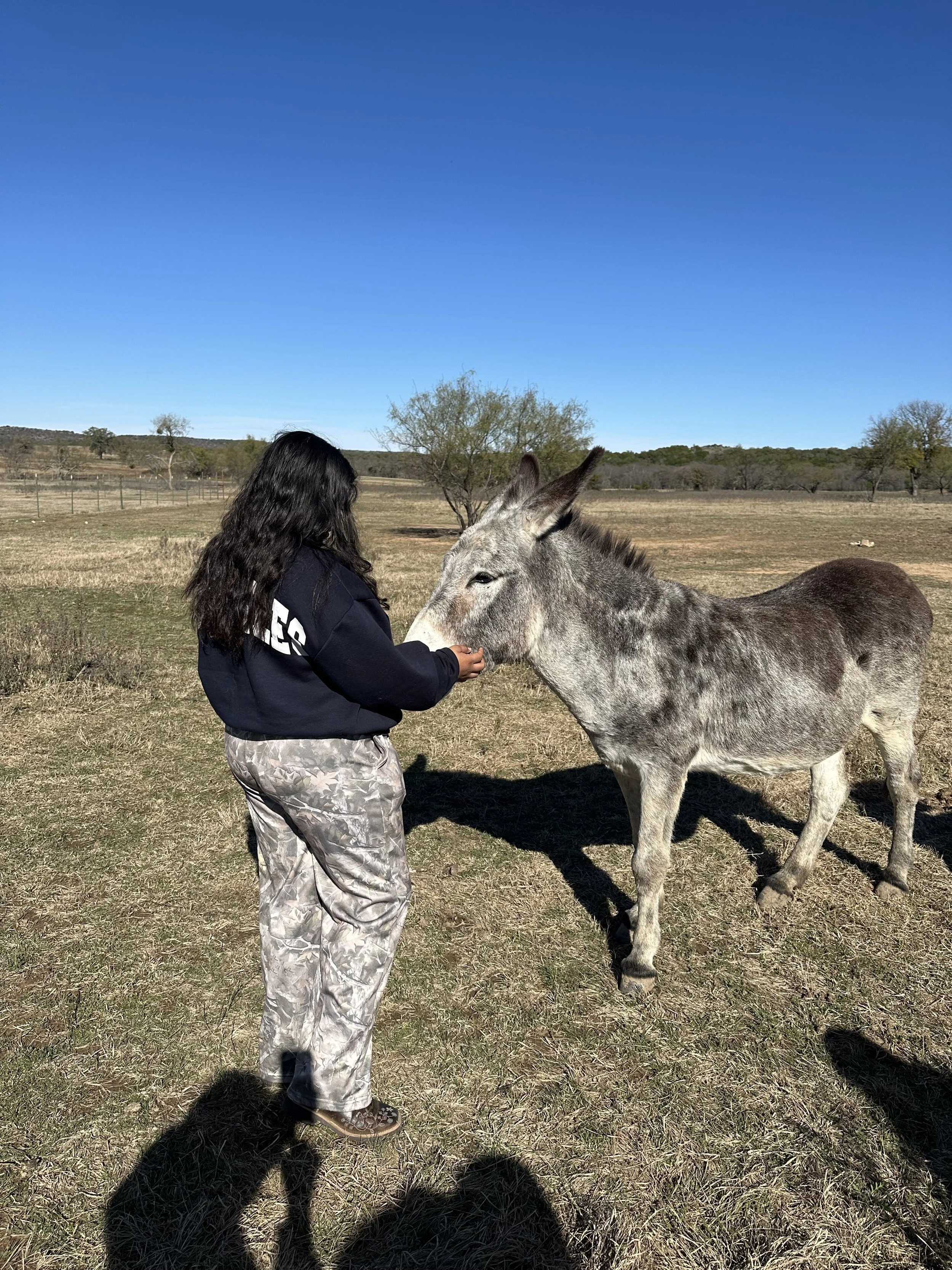 A girl with dark hair wearing camouflage pants and a dark hoodie feeds a gray donkey in an open field on a sunny day.