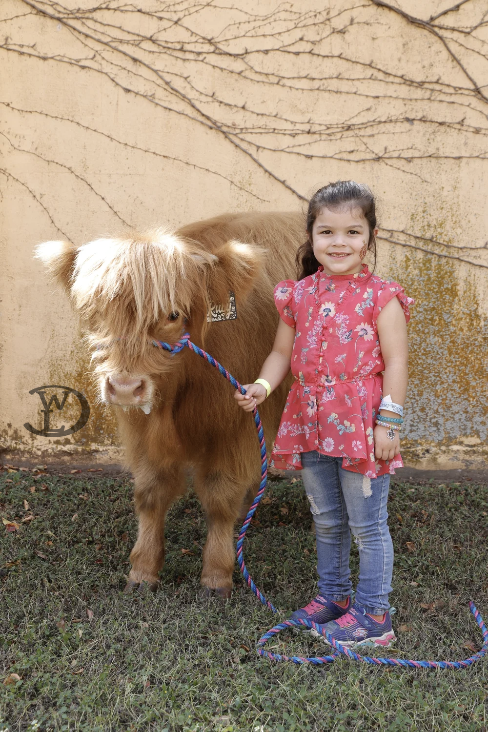 Crazy Water Festival 2025 Ruby Highland Cow