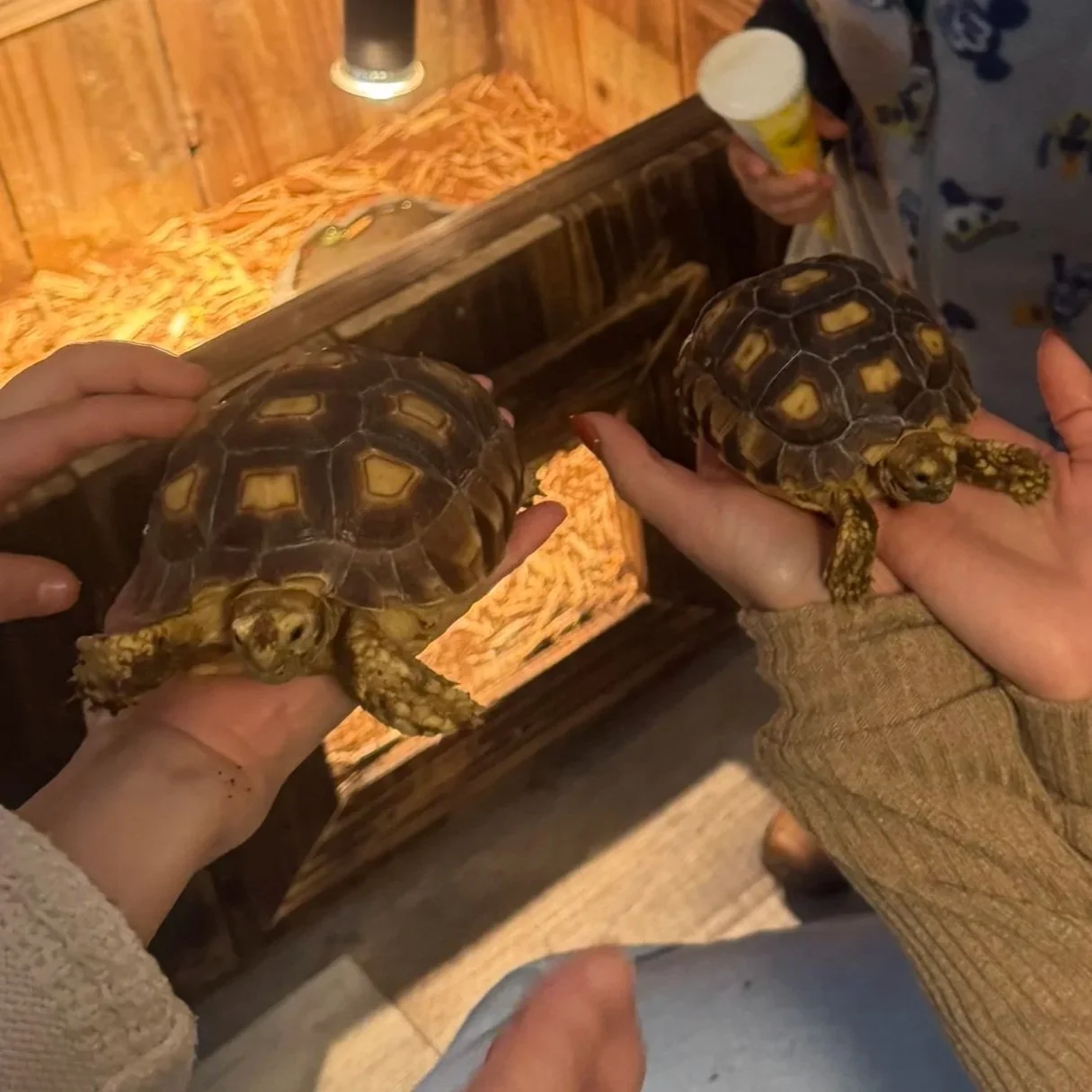 Two people holding tortoises in their hands in front of a wooden wall and food display.