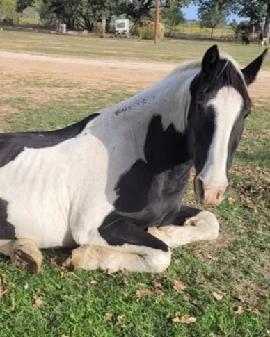Black and white horse lying on grass in a field.