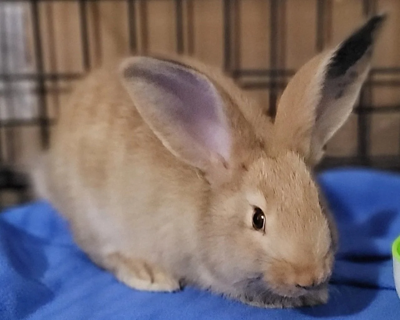 A light brown rabbit with one ear upright and one laid down, sitting on a blue cloth inside a cage.