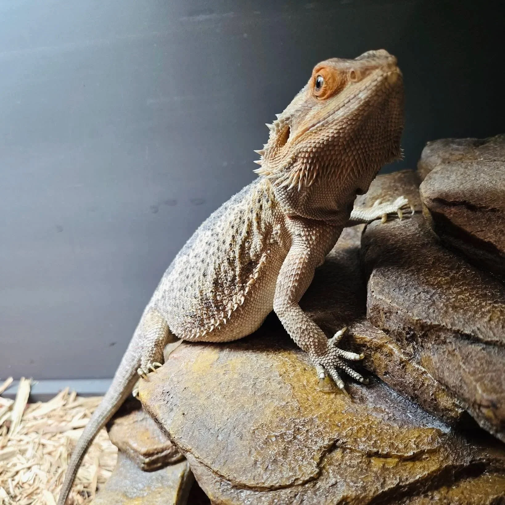A bearded dragon lizard perched on rocks with textured scales and spiny skin, looking to the right.