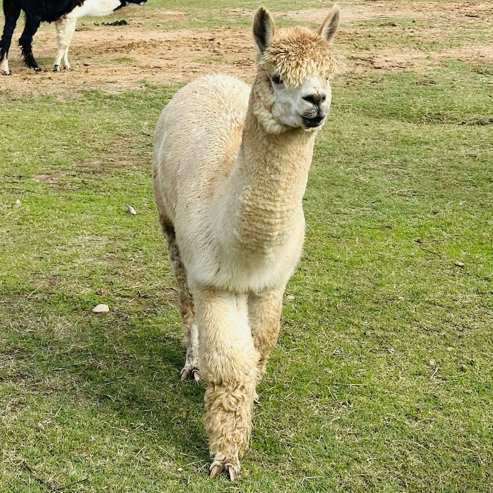 A llama walking on grass with a patch of dirt in the background, and another animal partially visible in the distance.