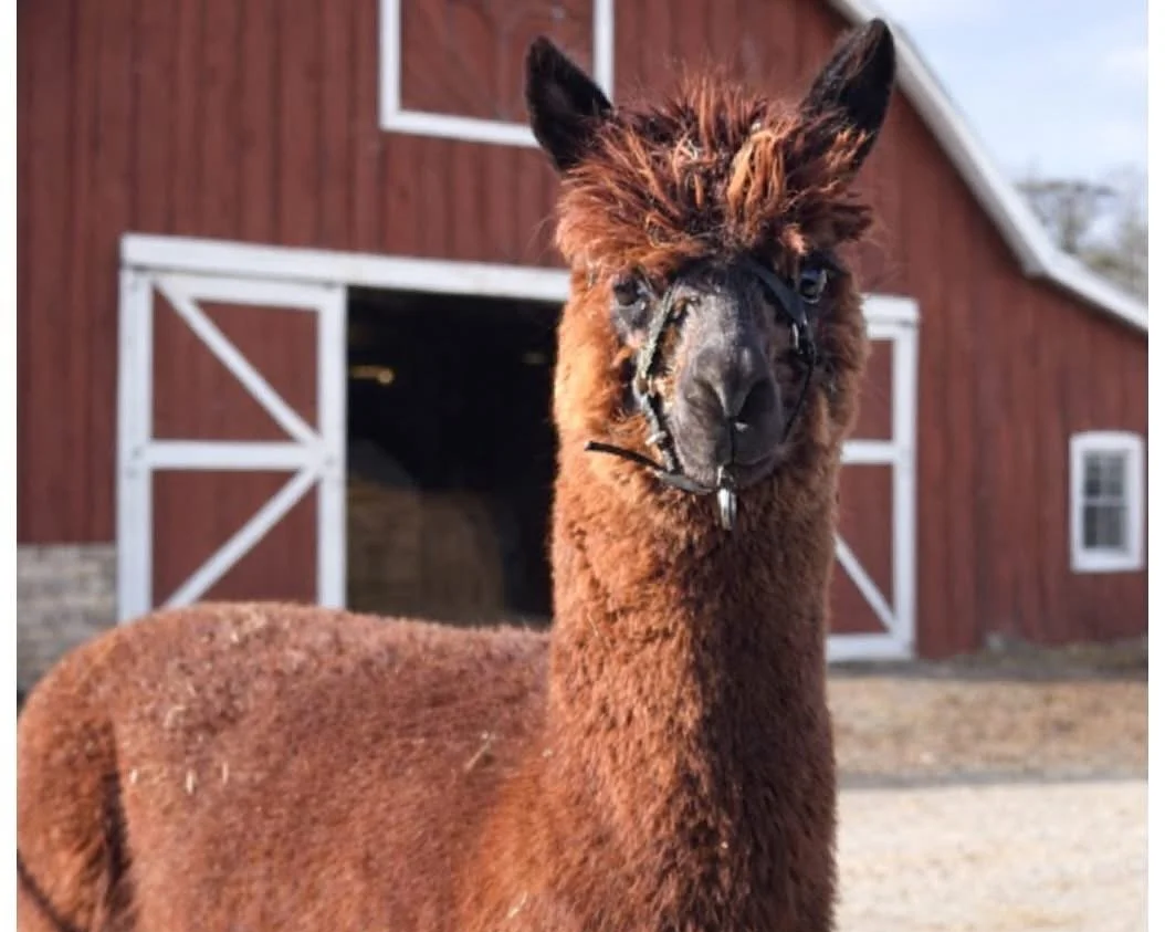 A brown llama with black and brown fur on its face standing outside near a red barn with white trim.