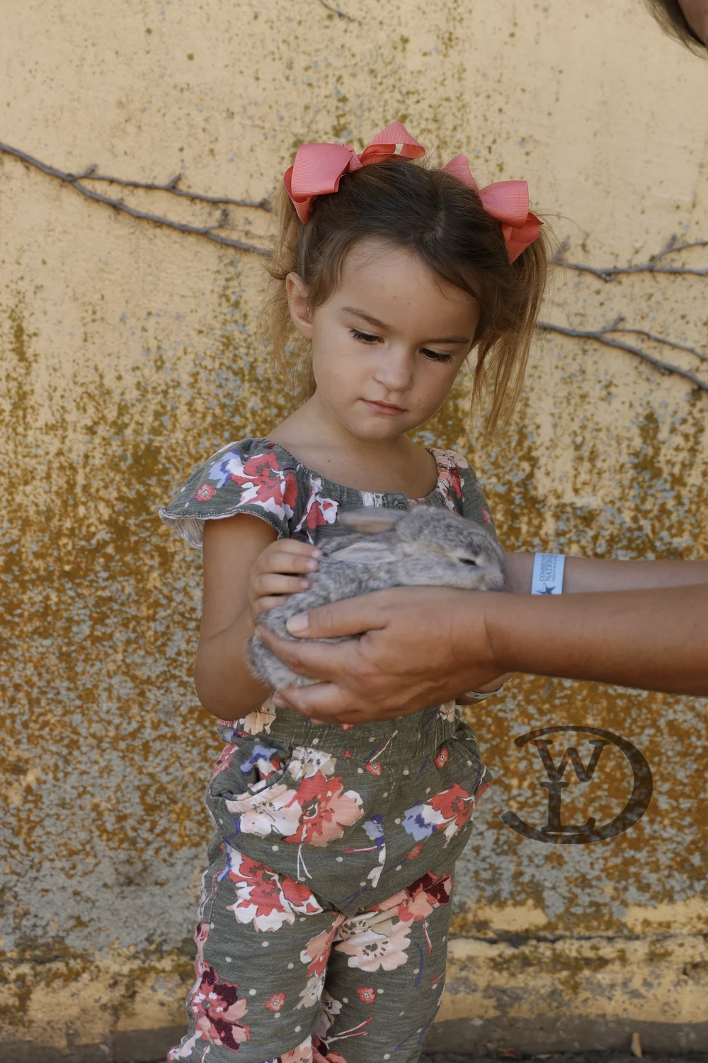 Crazy Water Festival 2025 Rabbit