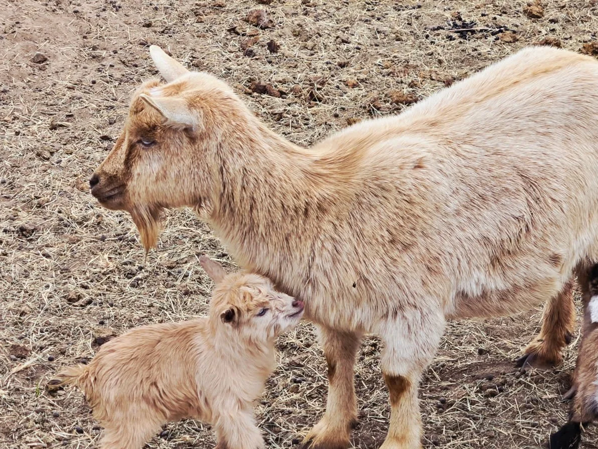 A goat and a baby goat standing on dirt ground.