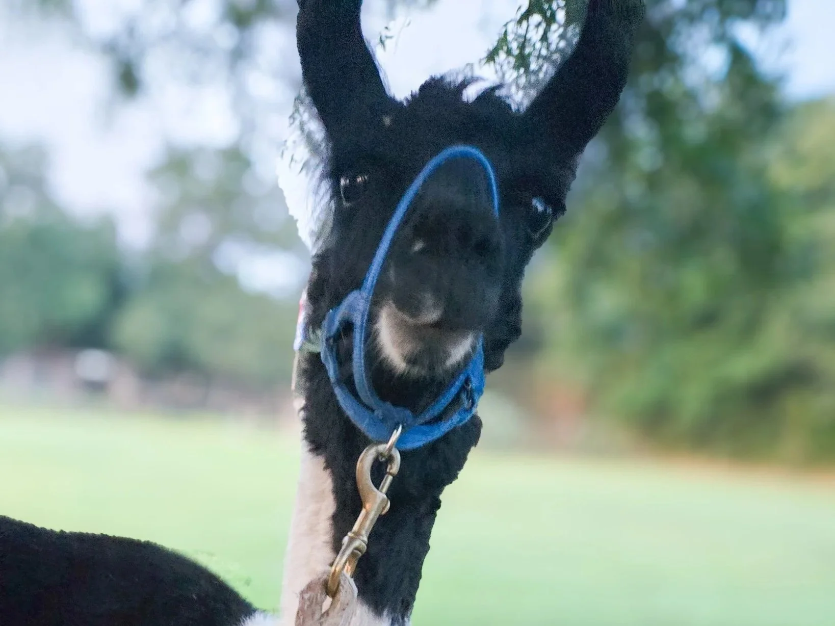 Close-up of a black and white llama with a blue halter, outdoors with blurred green trees and grass in the background.