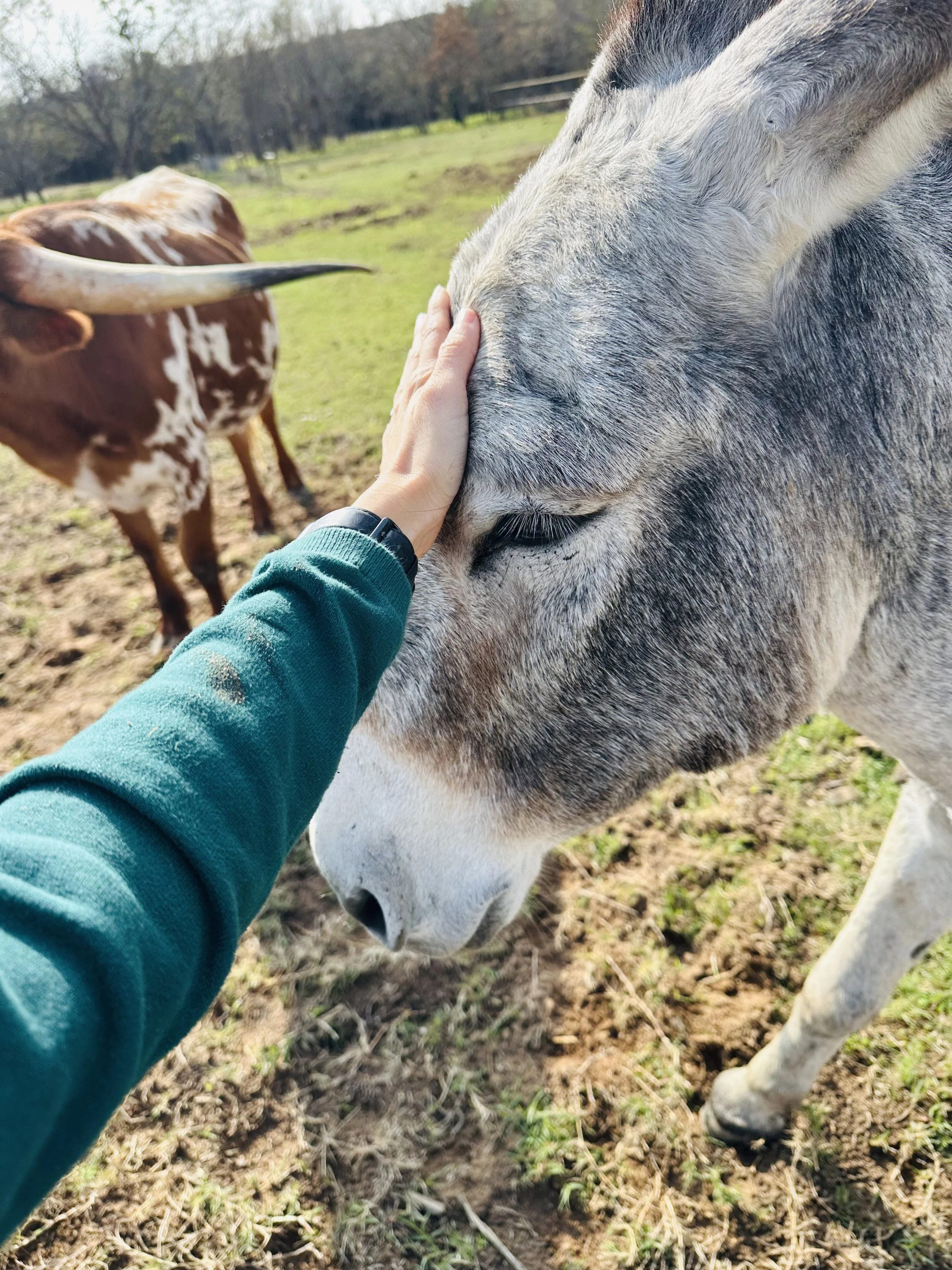 Person's hand petting a gray horse's face with eyes closed, in a grassy outdoor setting with another cow in the background.