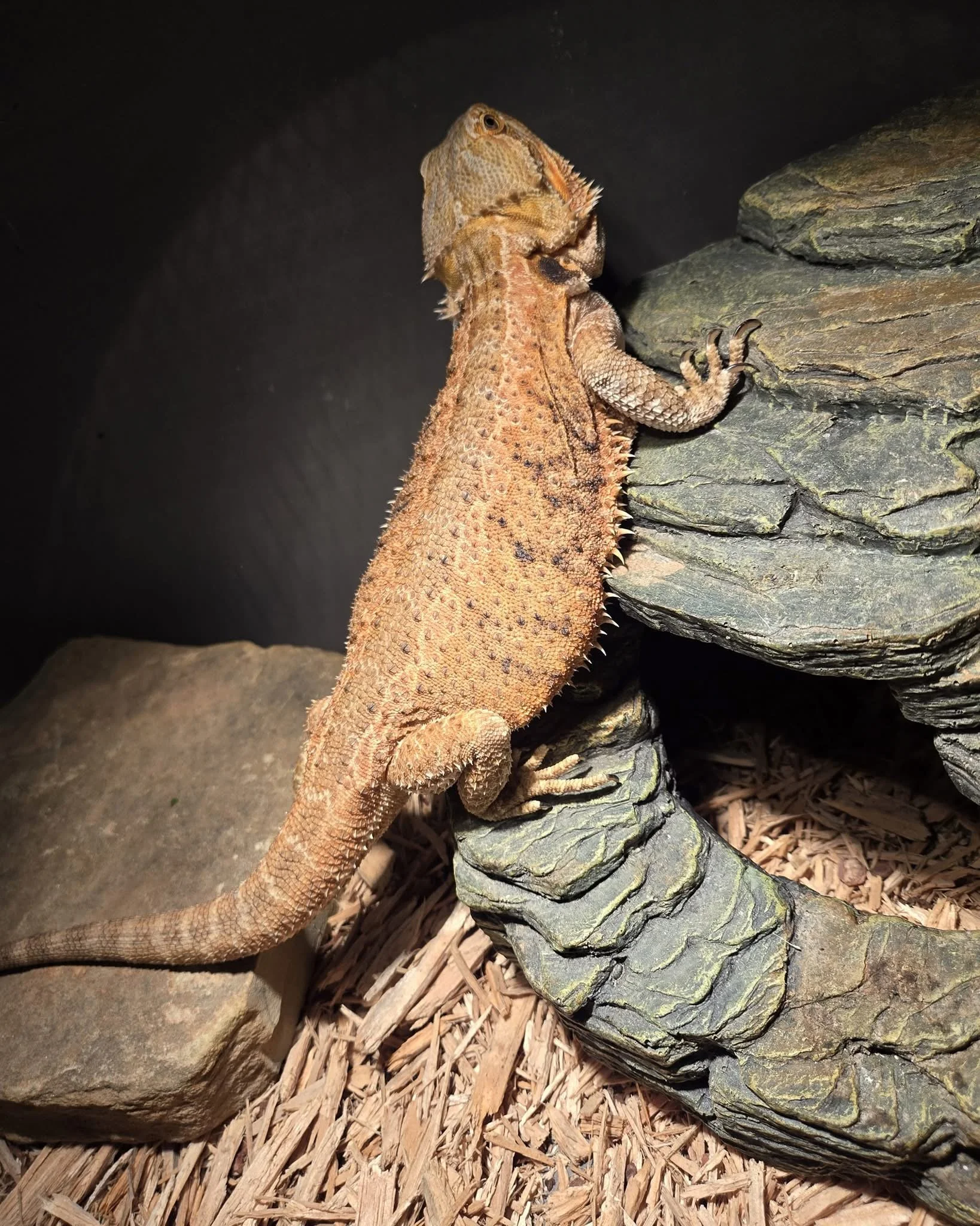 A bearded dragon lizard climbing on rocks and wood substrate against a dark background.