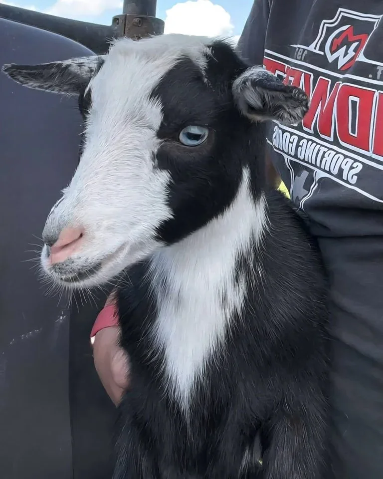 Milo the Nigerian Goat