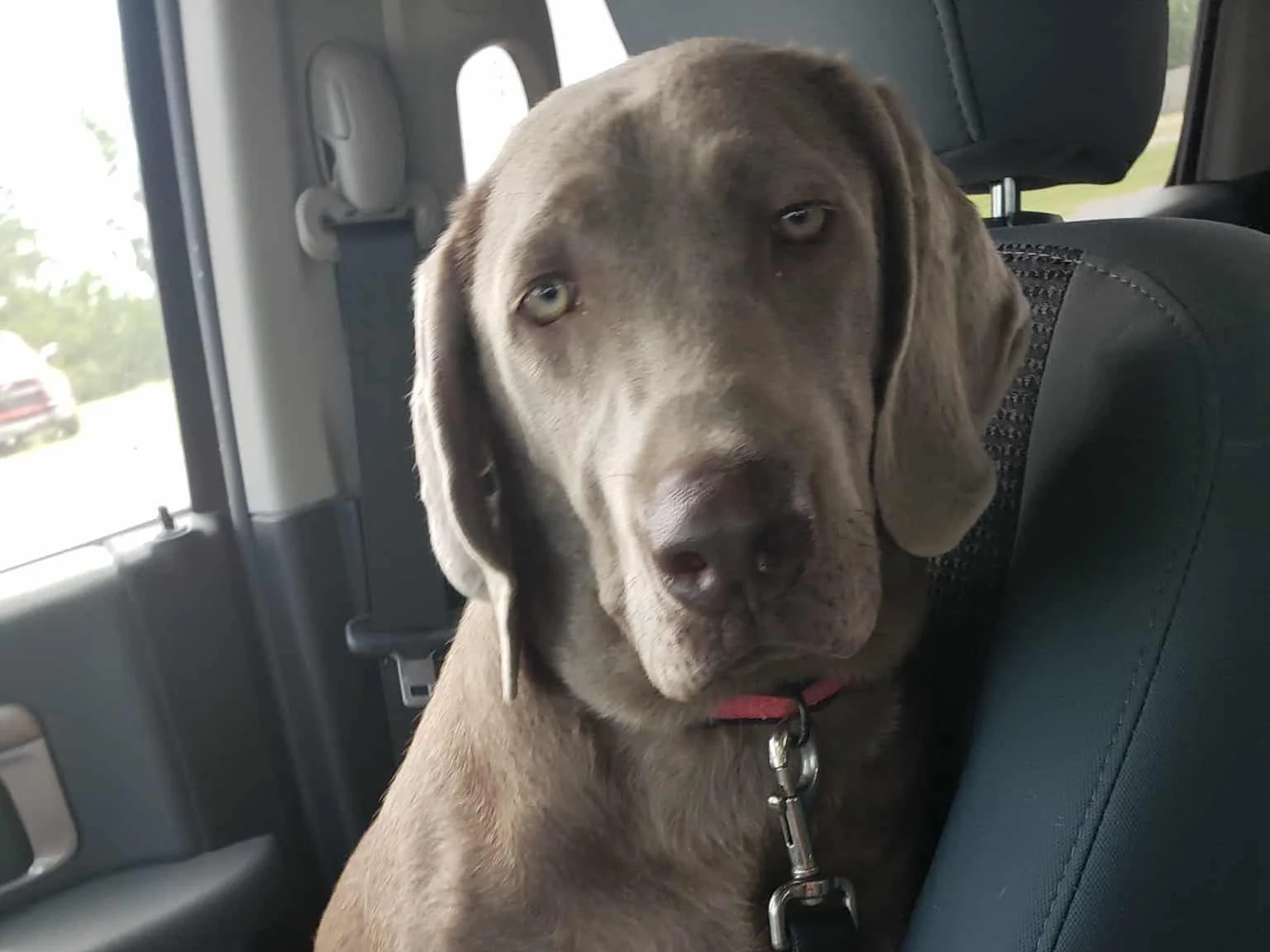 A gray Labrador Retriever puppy sitting in the back seat of a car, looking at the camera with a curious expression.
