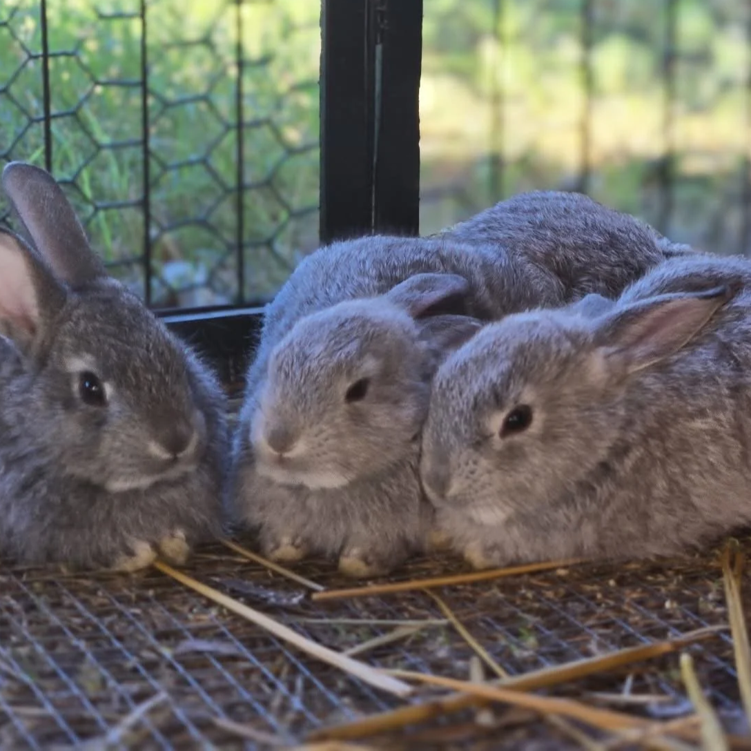 Four rabbits sitting on the ground inside a wire enclosure, with trees and greenery visible outside.